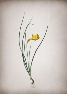 Vintage Daffodil