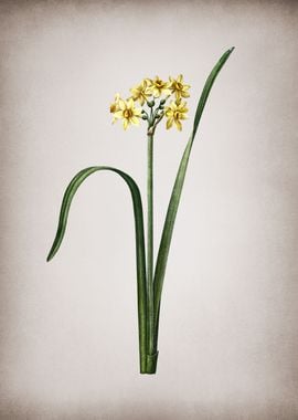 Cowslip Cupped Daffodil