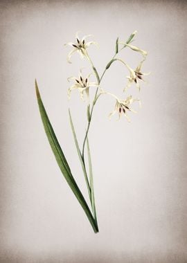 Gladiolus Cuspidatus