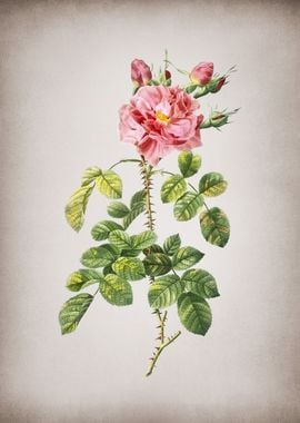 Vintage Four Seasons Rose