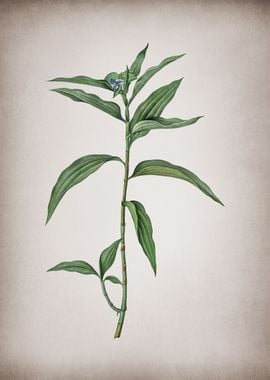 Vintage Dayflower