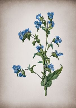 Commelina Tuberosa