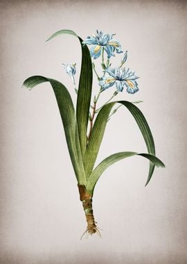 Vintage Iris Fimbriata