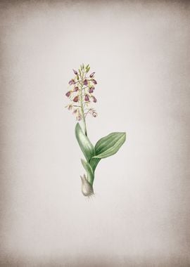 Brown Widelip Orchid