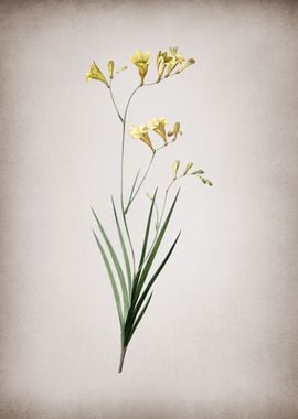 Vintage Freesia