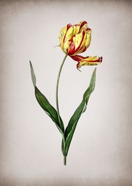 Vintage Didiers Tulip