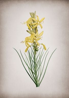 Blooming Yellow Asphodel