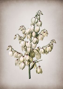 Vintage Aloe Yucca