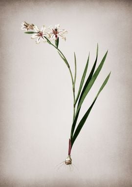 Vintage Gladiolus