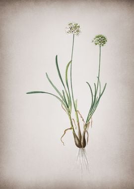 Allium Carolinianum