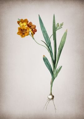 Vintage Ixia Miniata