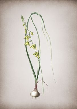 Vintage Albuca