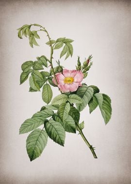 Blooming Apple Rose