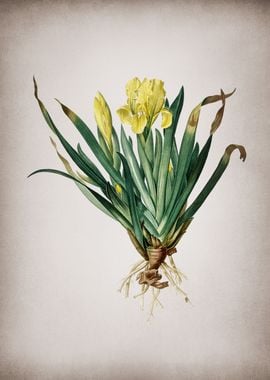 Vintage Crimean Iris