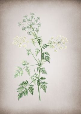 Vintage Hemlock Flowers