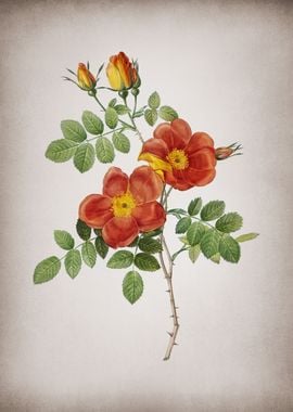 Austrian Briar Rose 