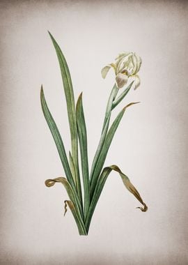 Vintage Crimean Iris