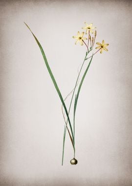 Vintage Ixia Longiflora