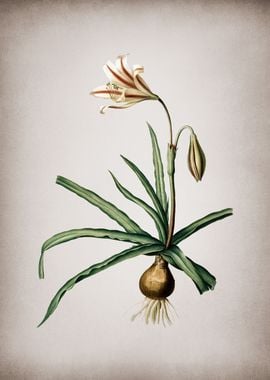 Amaryllis Broussonetii