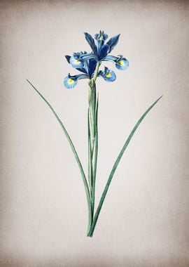 Vintage Spanish Iris