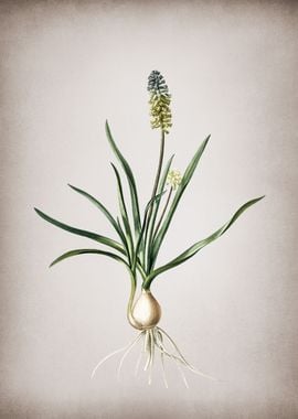 Muscari Ambrosiacum