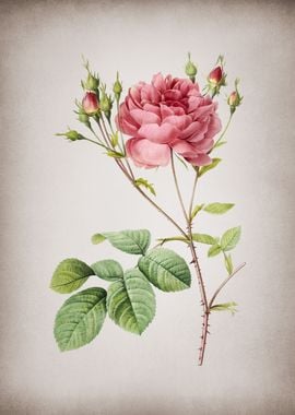 Pink Cumberland Rose