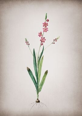 Vintage Ixia Scillaris