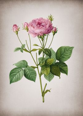 Vintage Pink French Roses