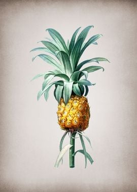 Vintage Pineapple 