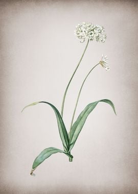 Spring Garlic