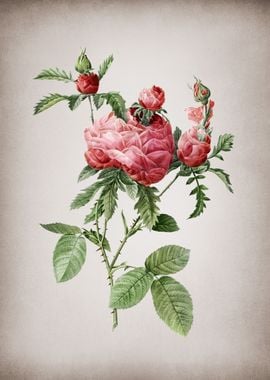 Vintage Cabbage Rose