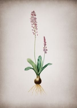 Vintage Scilla Obtusifolia