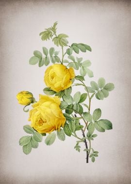 Vintage Sulphur Rose