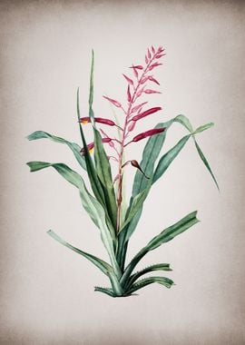 Pitcairnia Bromeliaefolia