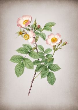 Short Styled Field Rose