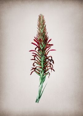 Pitcairnia Latifolia