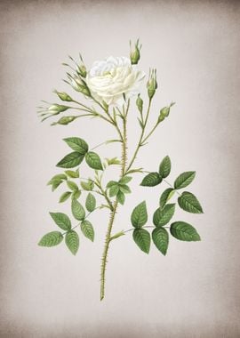 White Rose of Rosenberg