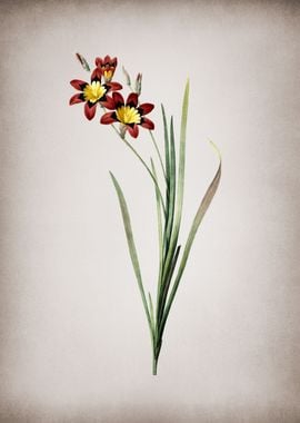 Vintage Ixia Tricolor