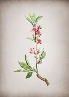 Vintage Pink Flower Branch