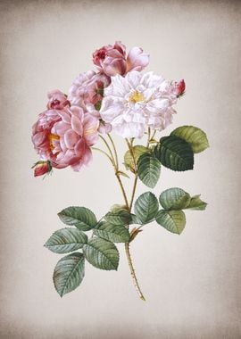 Vintage Pink Damask Rose