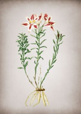 Vintage Lily of the Incas