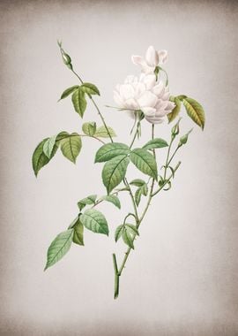 White Bengal Rose