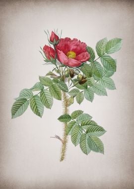 Vintage Kamtschatka Rose