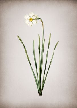 Vintage Narcissus Poeticus