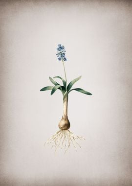 Vintage Scilla Lingulata