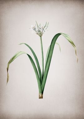 Small Flowered Pancratium