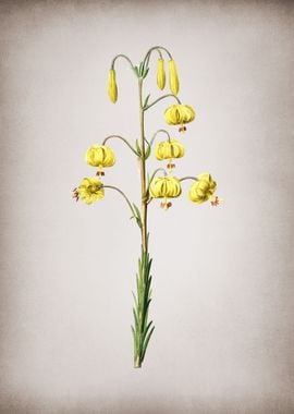 Vintage Lilium Pyrenaicum