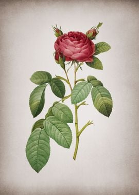 Vintage Red Gallic Rose