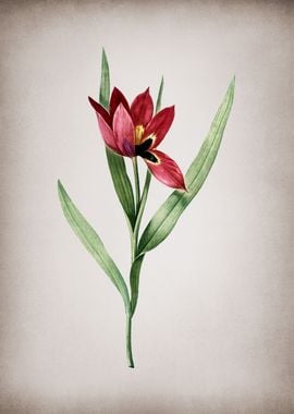 Tulipa Oculus Colis