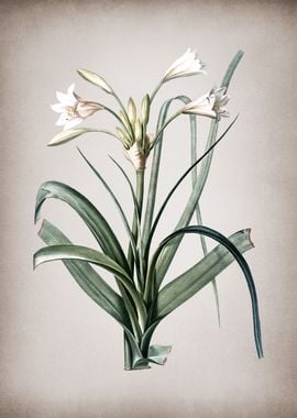 Vintage Malgas Lily